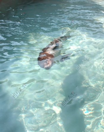海狮图片