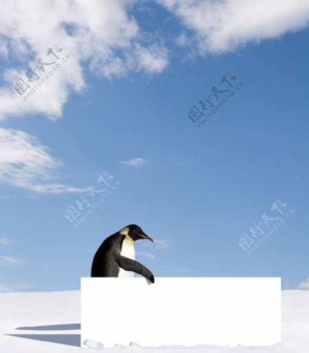 企鹅与空白展板图片