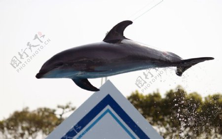 海豚的跳跃图片