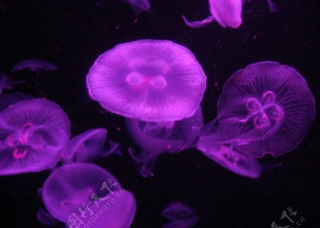紫色水母图片
