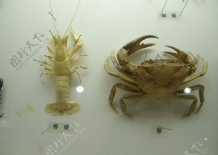 标本虾蛄和蟹图片