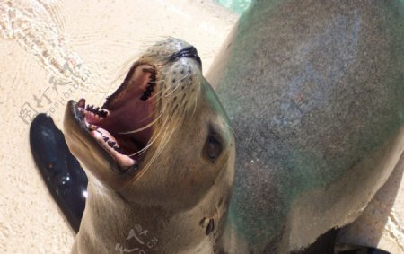 海豹海狮图片