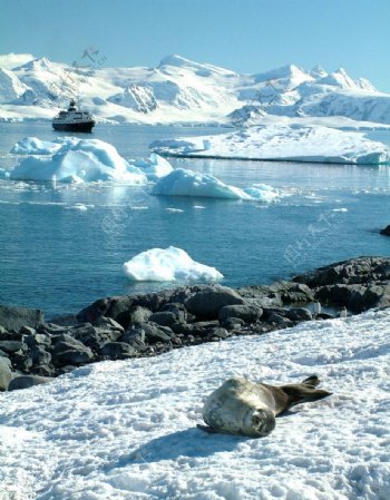 走到南極悠然海豹图片
