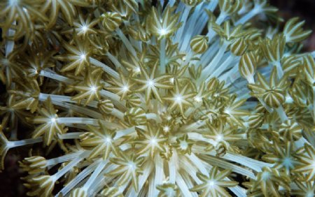 海底珊瑚虫图片