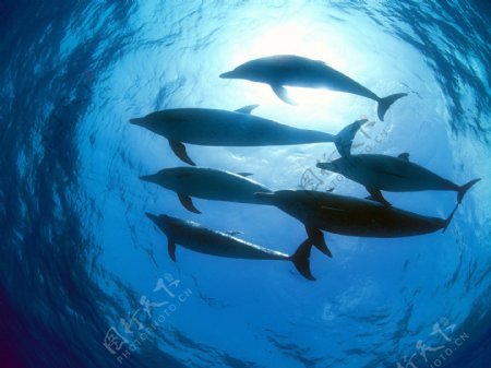 海豚群图片