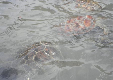巴厘岛大海龟图片