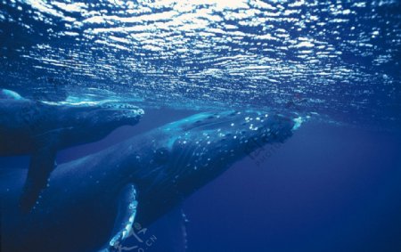 海底的鲸鱼图片