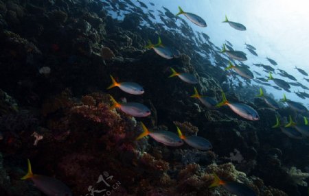 珊瑚礁边的鱼群图片