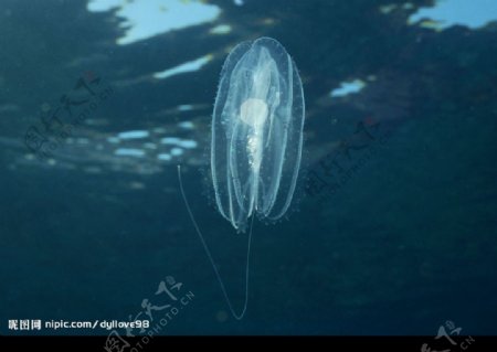 海洋贝壳生物摄影精美图片