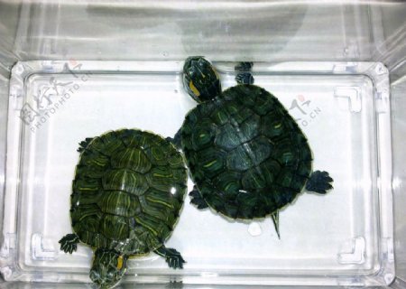 两只巴西龟图片