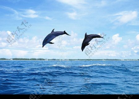 海豚29502094图片