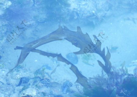 浅海野生海带图片