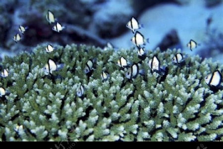 珊瑚丛中的小鱼图片