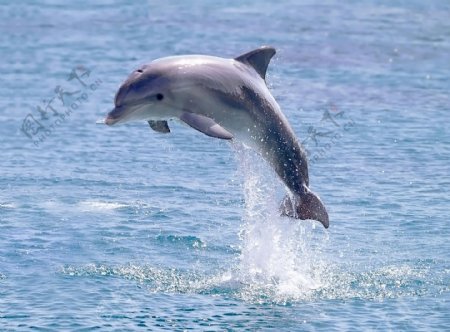 跳跃的海豚图片素材