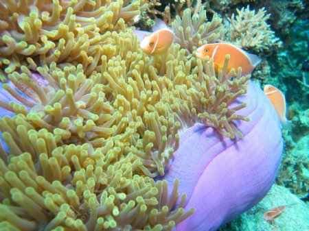大堡礁珊瑚图片