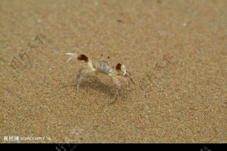 沙滩上透明的小螃蟹图片