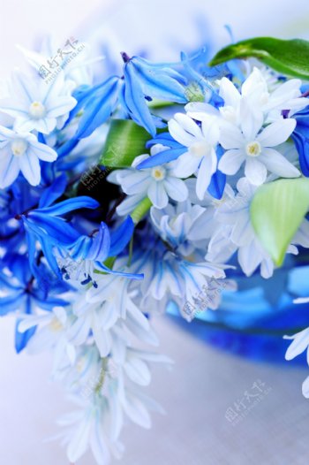 蓝色的百合花图片