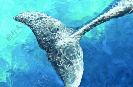 鲸鱼的尾巴图片