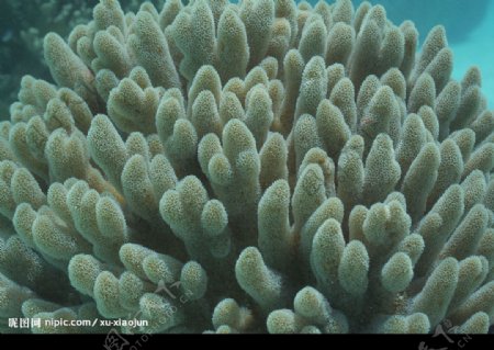 海洋生物珊瑚海葵图片