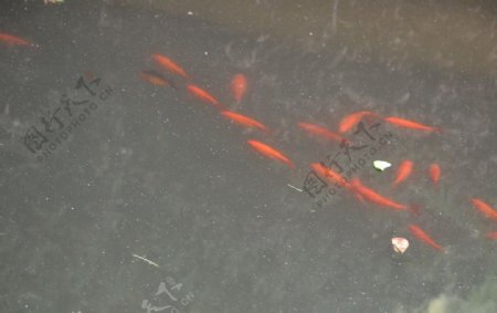 池中的红鱼图片