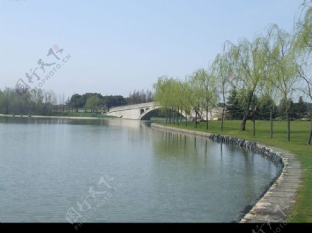 柳绿湖影图片