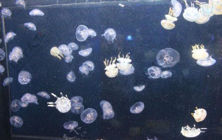 水母群图片