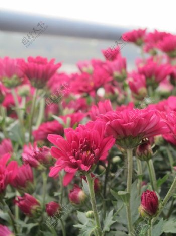 红菊花图片