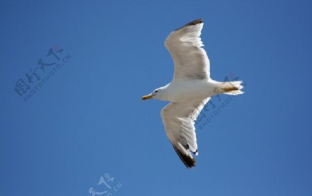 翱翔的海鸥图片