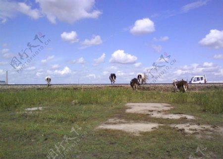 呼伦贝尔草原上的牛群图片