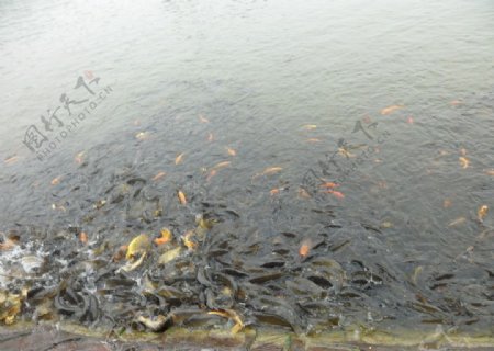 红鱼池塘图片