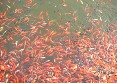 汉武湖里鱼儿图片