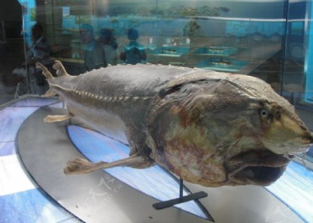 抚远鳇鱼标本图片