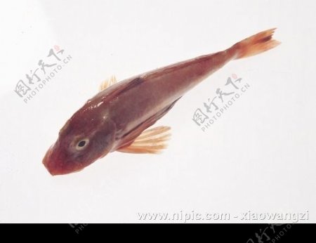 暗斑锦鱼图片