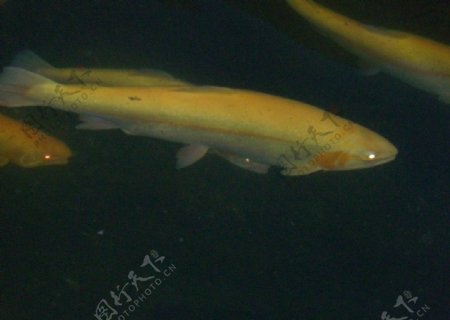 金鳟鱼图片