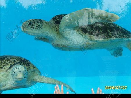 两只大海龟图片