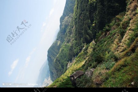 天台山的梯田图片