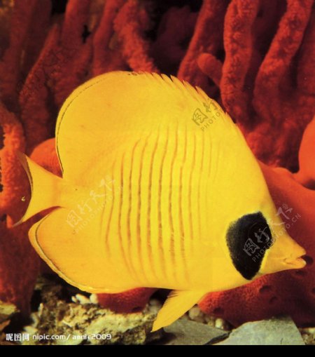 黄色小鱼图片
