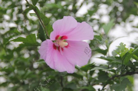 芙蓉图片