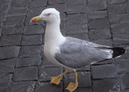 梵蒂冈圣彼得广场上漫步的海鸥图片