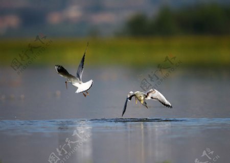 北京野鸭湖湿地公园红嘴鸥图片