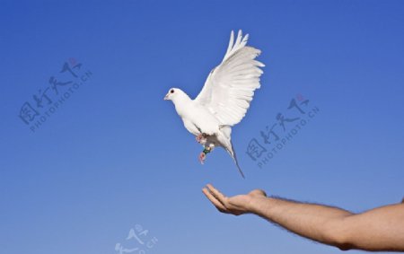 白鸽信鸽和平鸽图片