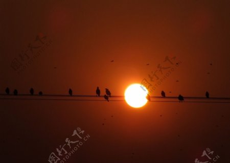鸟啼夕阳红图片