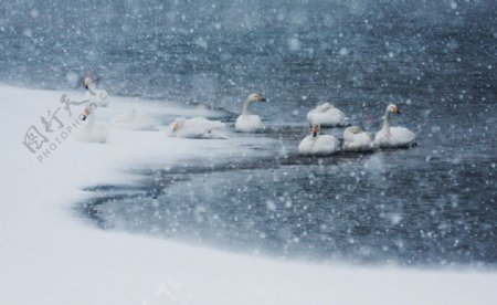 天鹅湖的雪图片