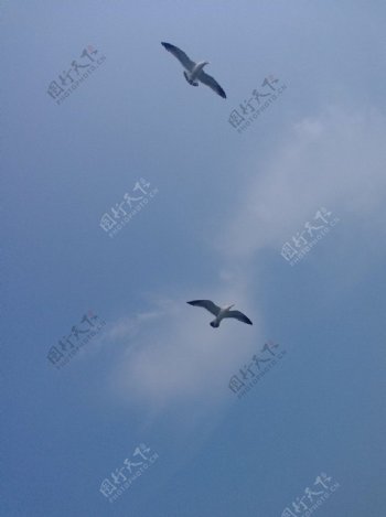 飞翔海鸥图片