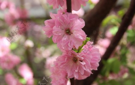 榆叶梅花图片