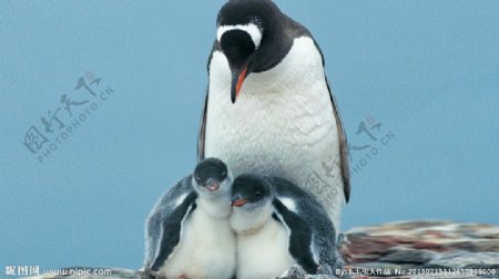 企鹅妈妈和孩子图片