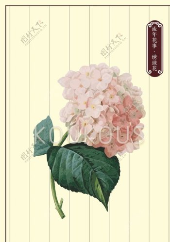 绣球花花卉矢量素材图片