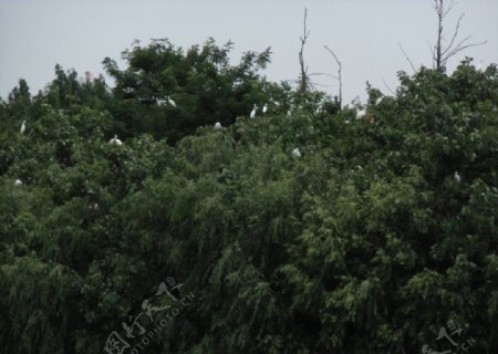 树上的鸟群图片