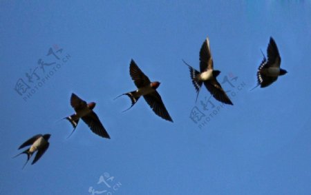 燕飞图片