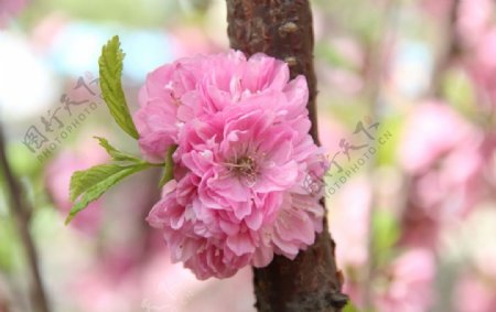 榆叶梅花图片